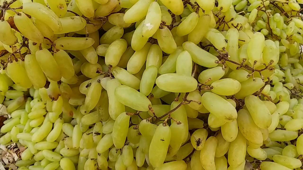 Lock hanging in many fruit shops due to lockdown in ranchi