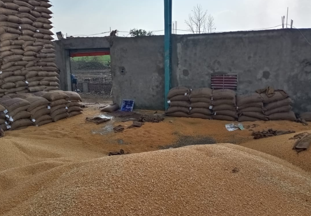 Wheat being kept in incompletely constructed warehouse in budni of sehore