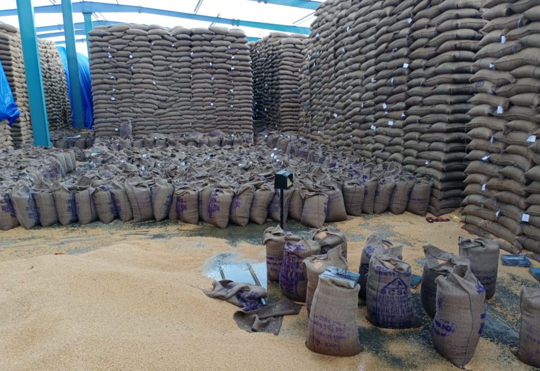 Wheat being kept in incompletely constructed warehouse in budni of sehore