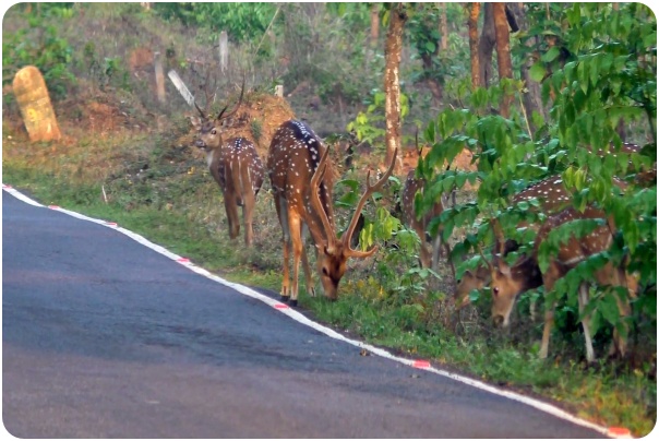 சாலையோரத்தில் மேய்ச்சலிலிருக்கும் மான்கள்