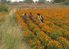 Flowers farmers in Rajkot