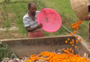 Flowers farmers in Rajkot