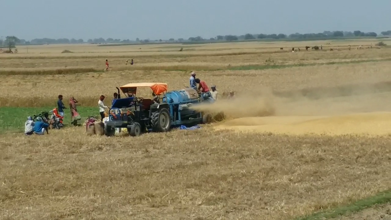 Farmers upset in lockdown, Corona crisis, Sahibganj district administration, crop damage due to unseasonal rains, लॉकडाउन में किसान परेशान, कोरोना संकट, साहिबगंज जिला प्रशासन, बेमौसम बारिश से फसल बर्बाद