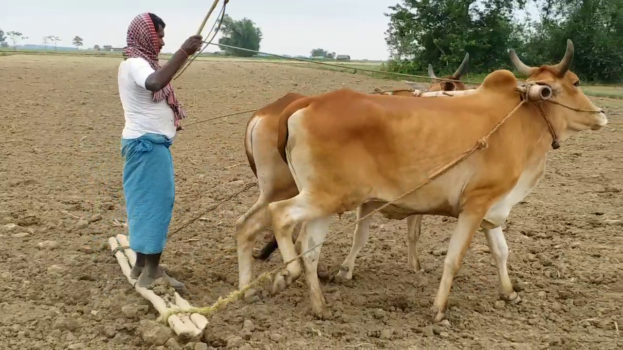 Farmers upset in lockdown, Corona crisis, Sahibganj district administration, crop damage due to unseasonal rains, लॉकडाउन में किसान परेशान, कोरोना संकट, साहिबगंज जिला प्रशासन, बेमौसम बारिश से फसल बर्बाद