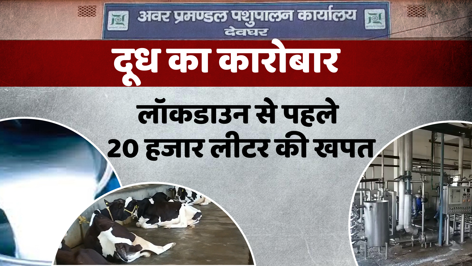 Milk business reduced lockdown in deoghar