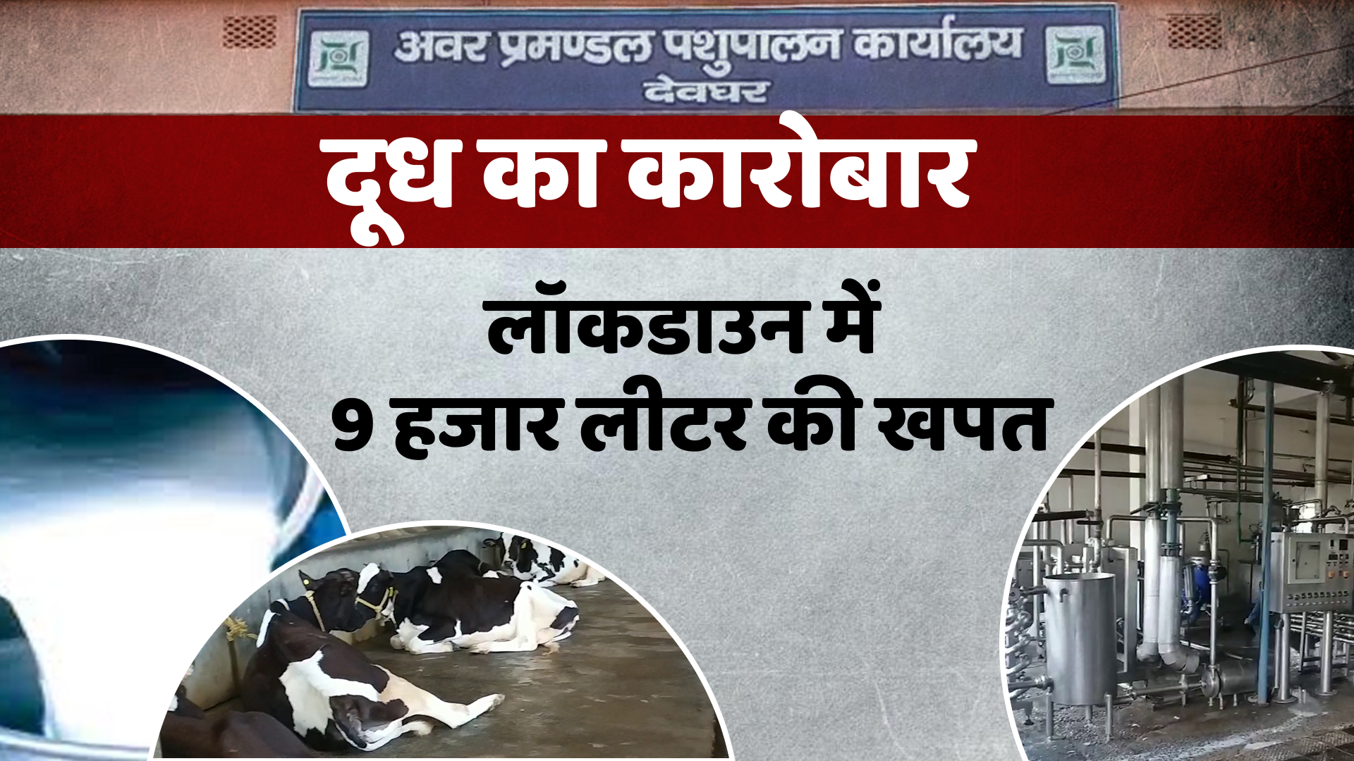 Milk business reduced lockdown in deoghar