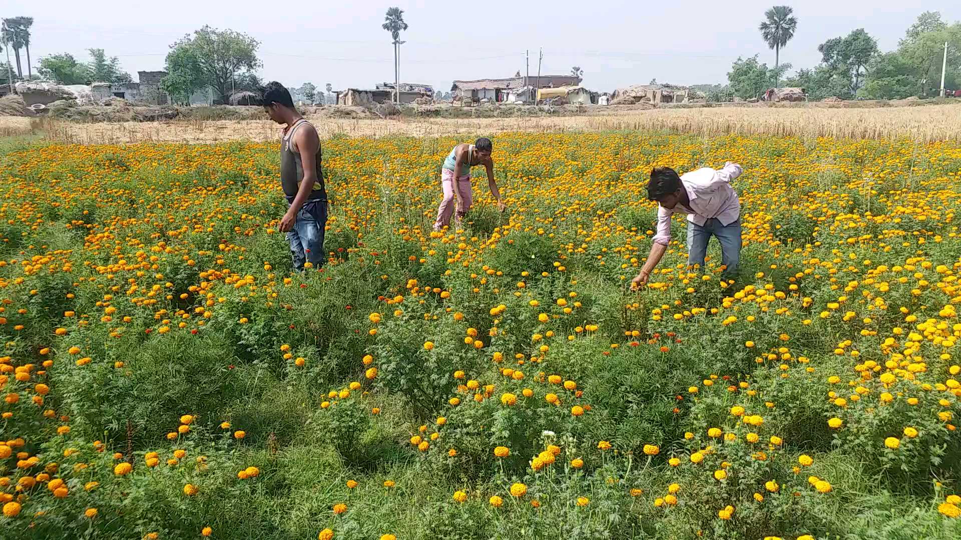 flower business in Bihar