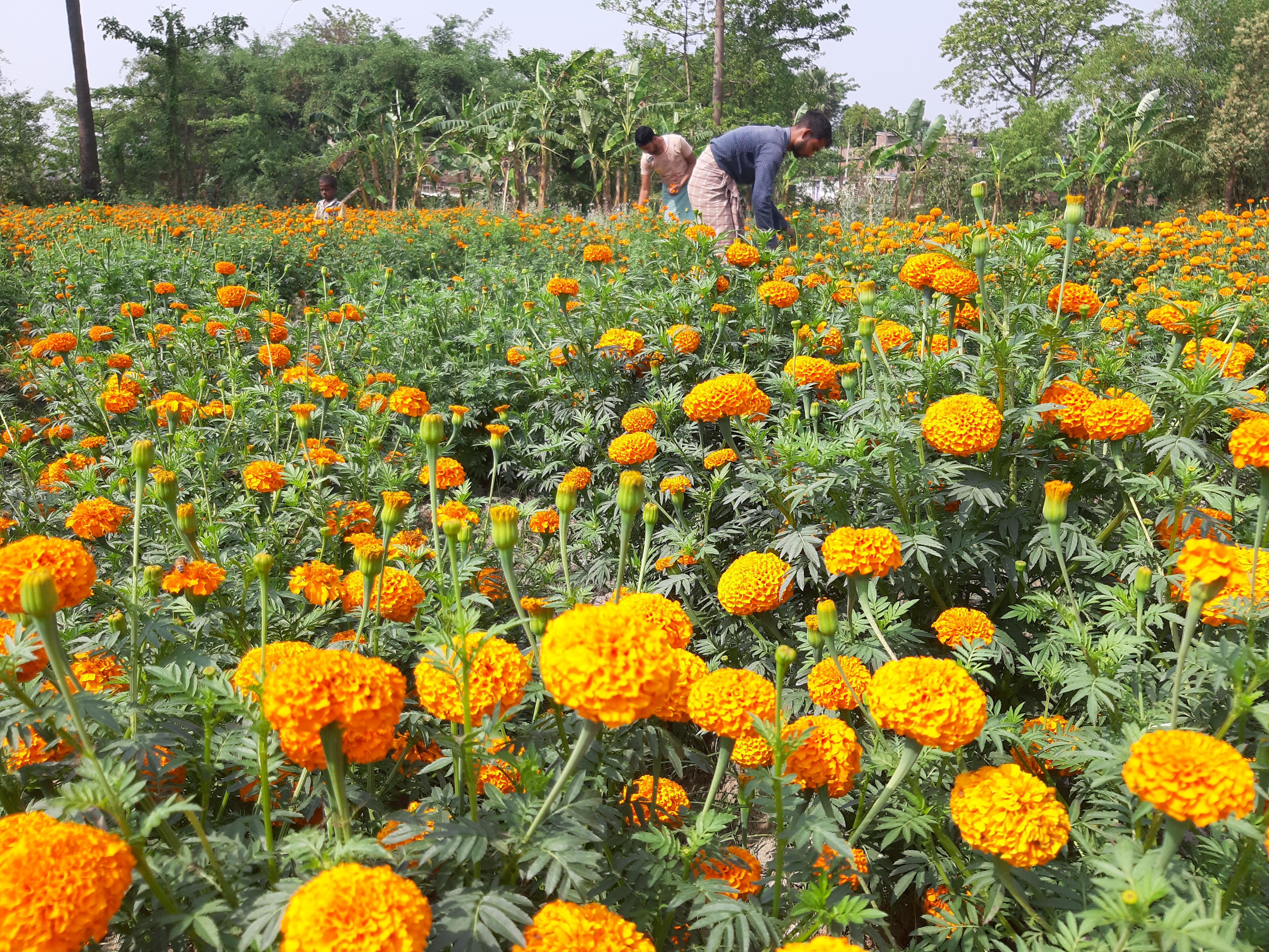 flower business in Bihar