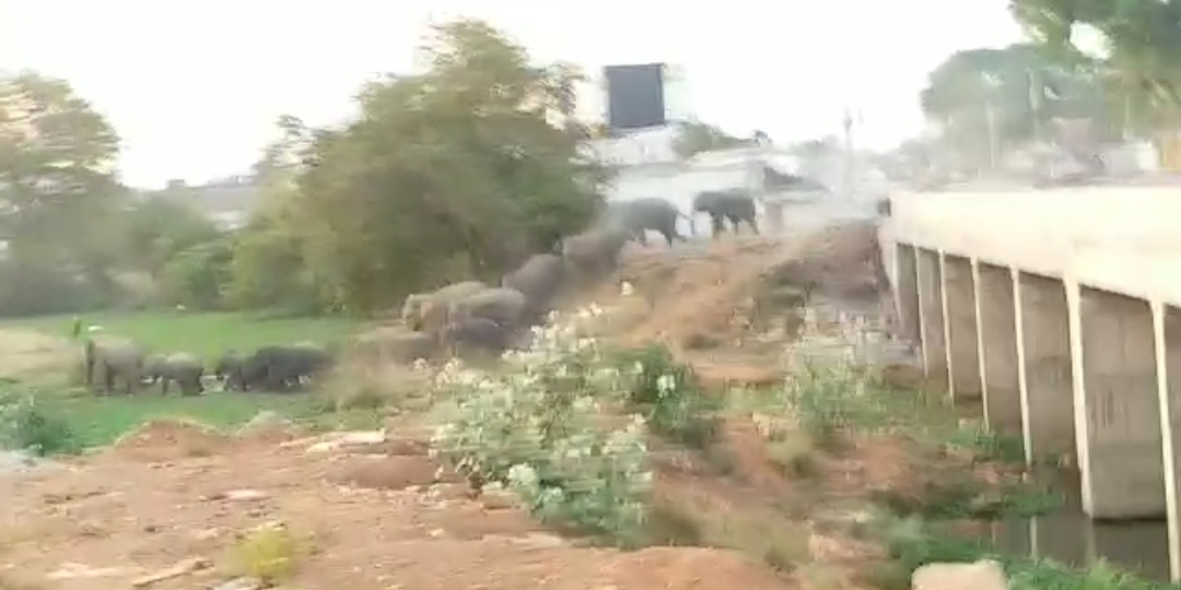 group of 19 elephant entered in mahasamund