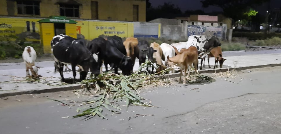 हिंगोलीत भुकेल्या मोकाट गुरांसाठी नगरपालिका आली धावून