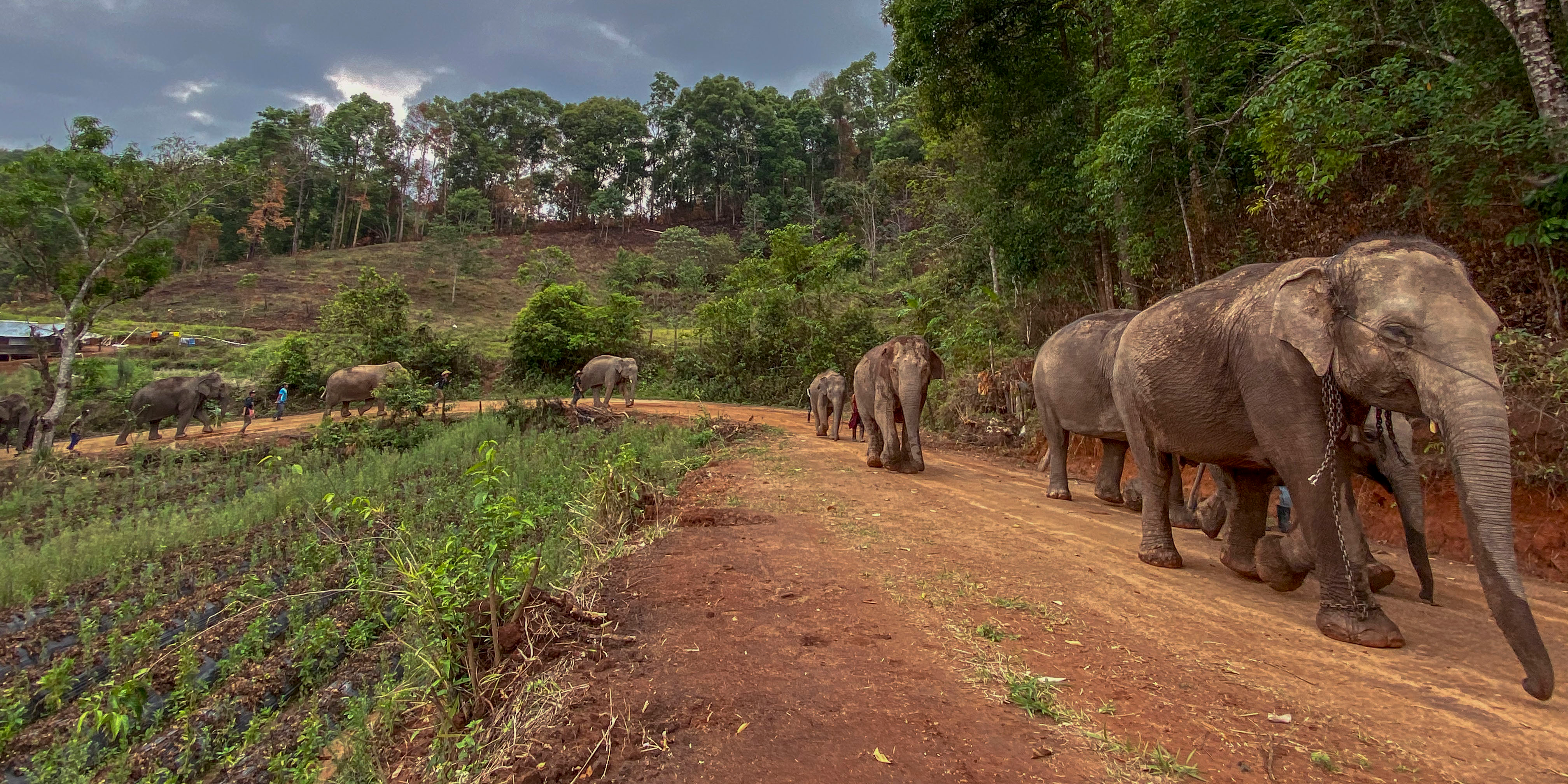 Thai elephants, out of work due to coronavirus, trudge home