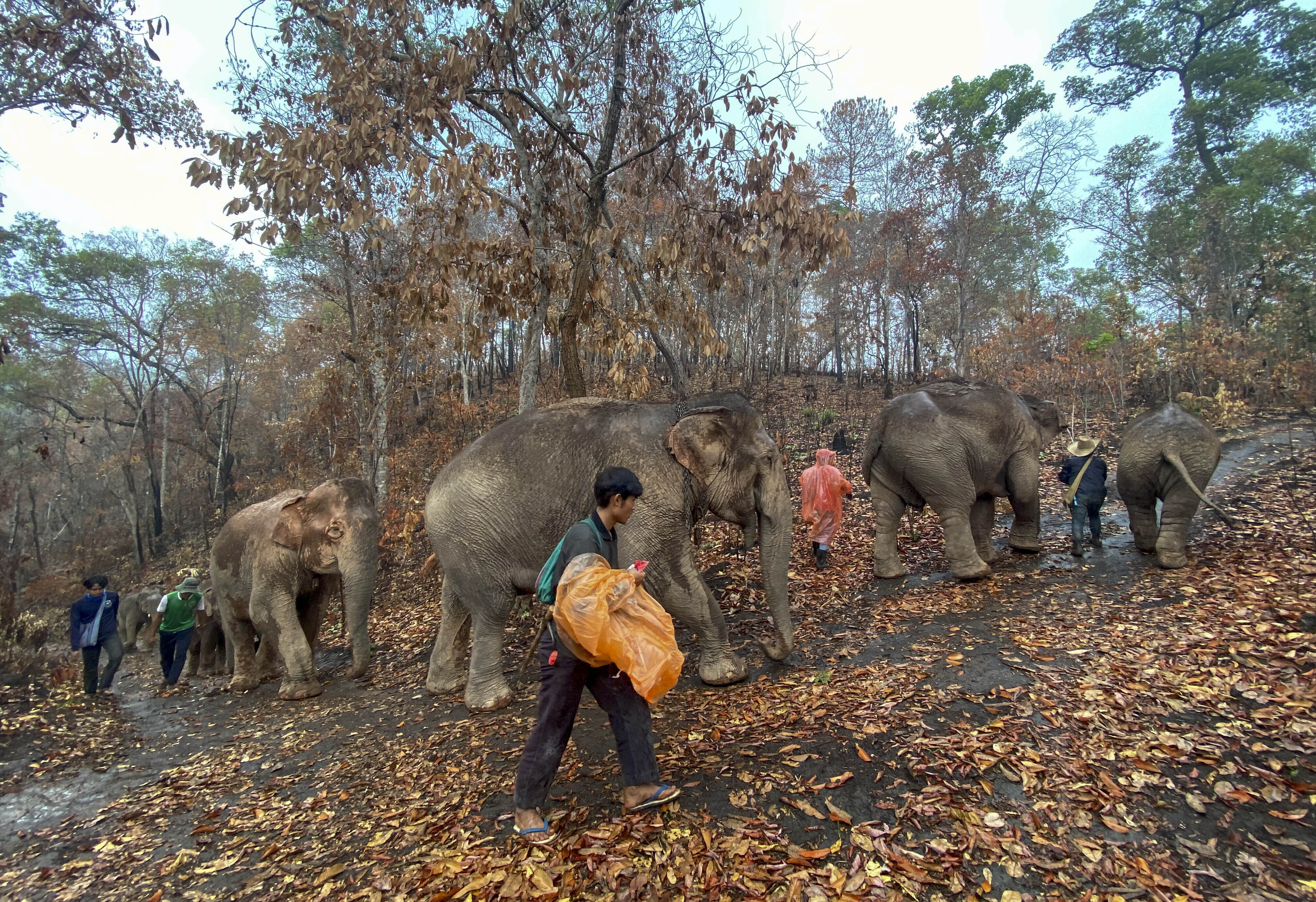 A herd of 11 elephants walk with guides during a 150-kilometer (93 mile) journey from Mae Wang to Ban Huay in northern Thailand