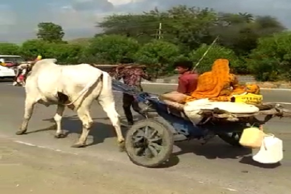 ପ୍ରବାସୀ ଦୁଃଖ: ବଳଦ ସାଜି ବଳଦଗାଡି ଟାଣି ଗାଁ ମୁହାଁ ଶ୍ରମିକ