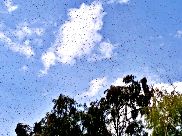 ajmer news  locust attack in ajmer  farmers in problem  उपनिदेशक वीके शर्मा  ajmer deputy director of agriculture