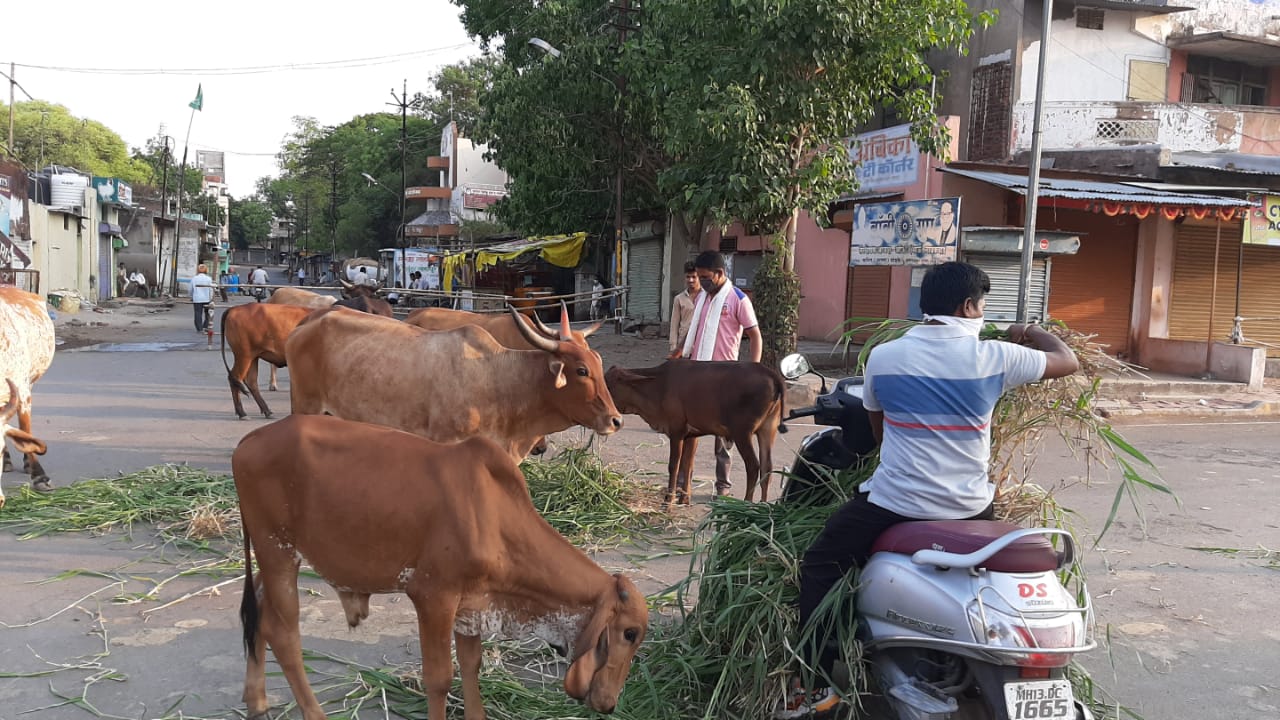 solapur young boys provides Fodder and water for stray animals