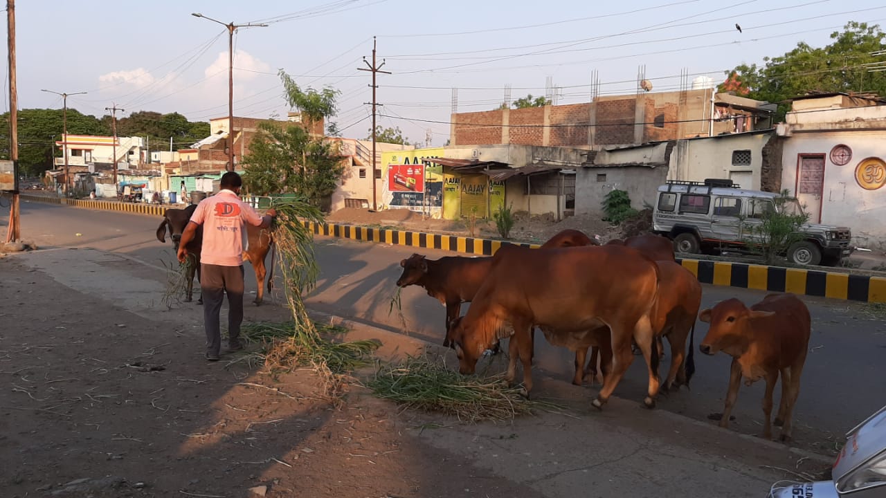 solapur young boys provides Fodder and water for stray animals