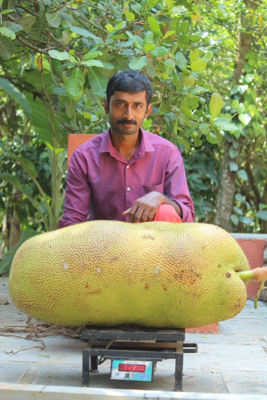 'The biggest jackfruit'   Kollam jackfruit all set to enter Guinness world records