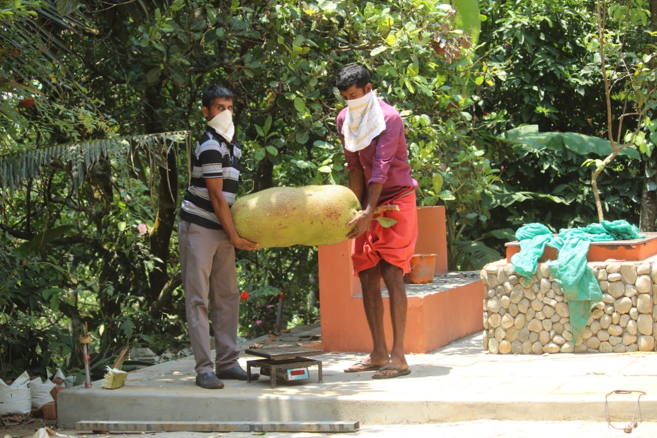 'The biggest jackfruit'   Kollam jackfruit all set to enter Guinness world records