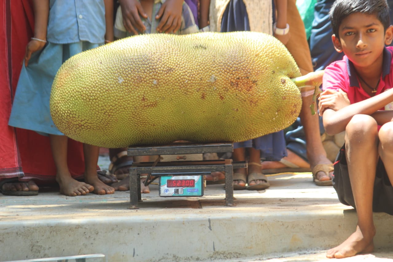 the-biggest-jackfruit-kollam-jackfruit-all-set-to-enter-guinness-world-records