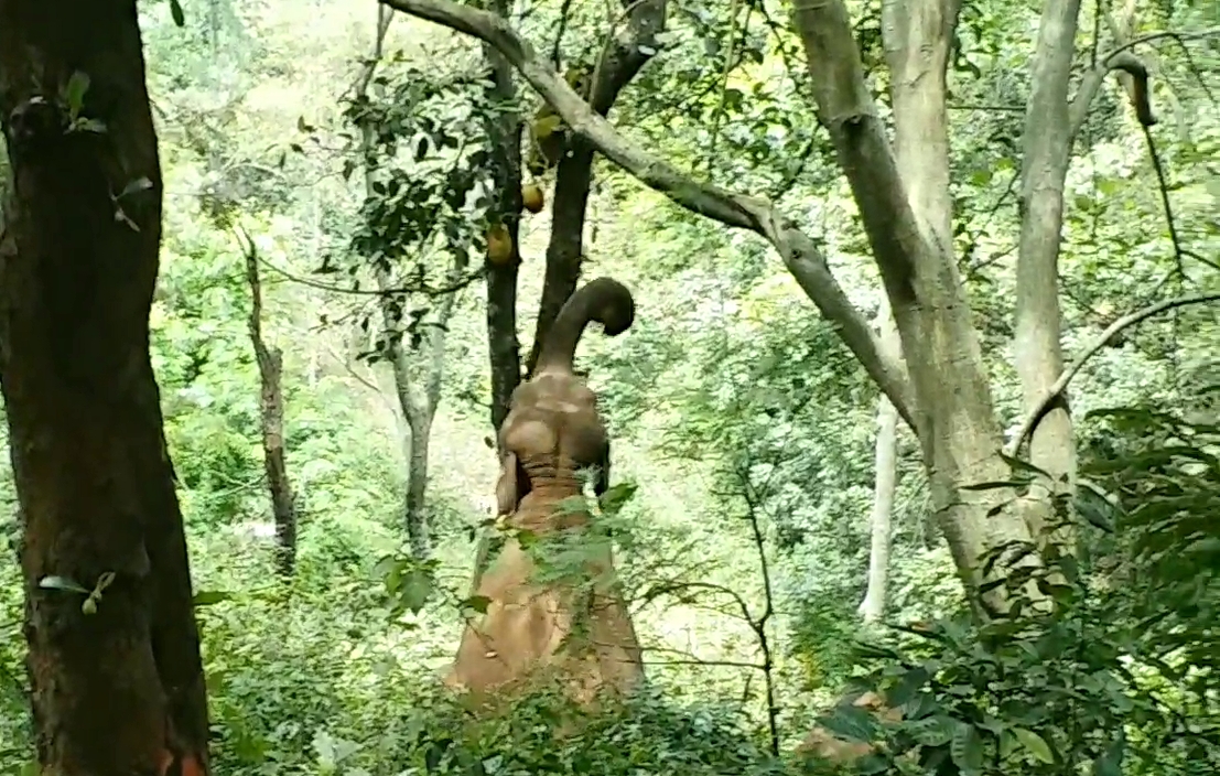 Elephant roaming in village