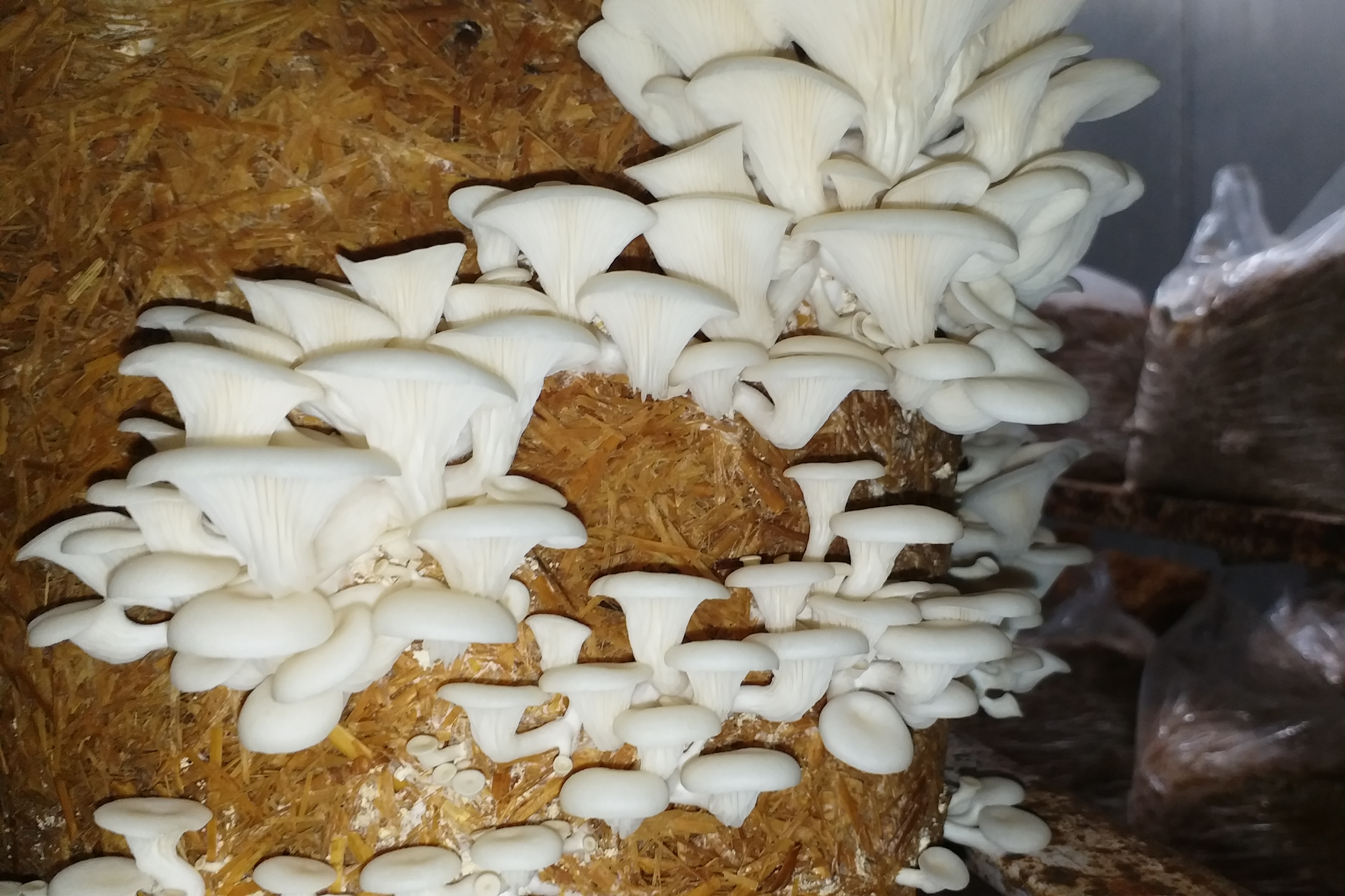 mushroom-farmers-suffer-heavy-blow-due-to-coronavirus-in-himachal-pradesh