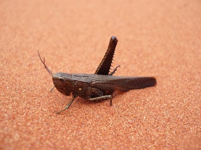 desert locust invasion