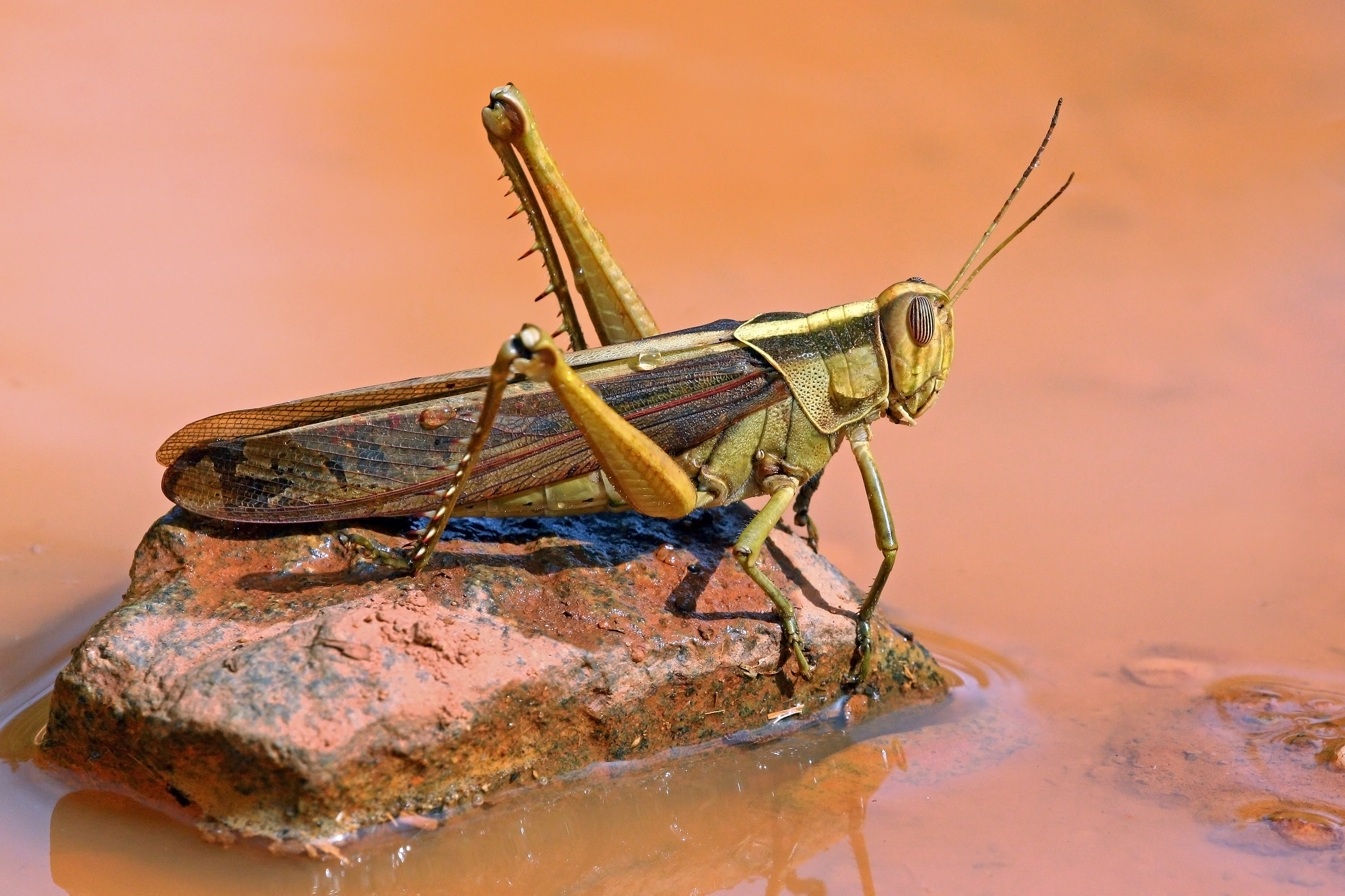 desert locust invasion