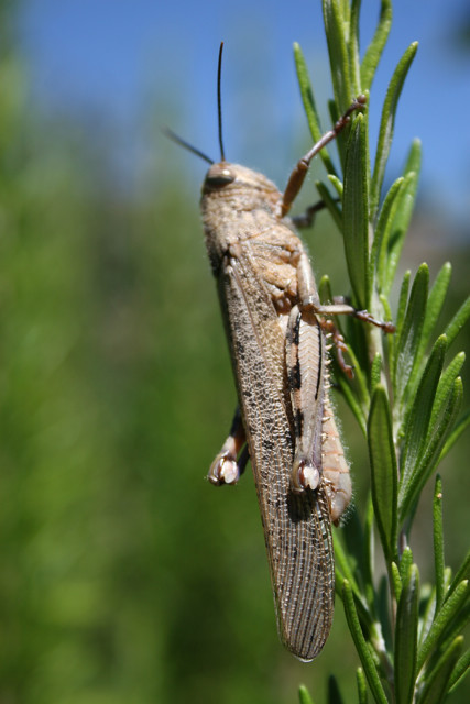 desert locust invasion