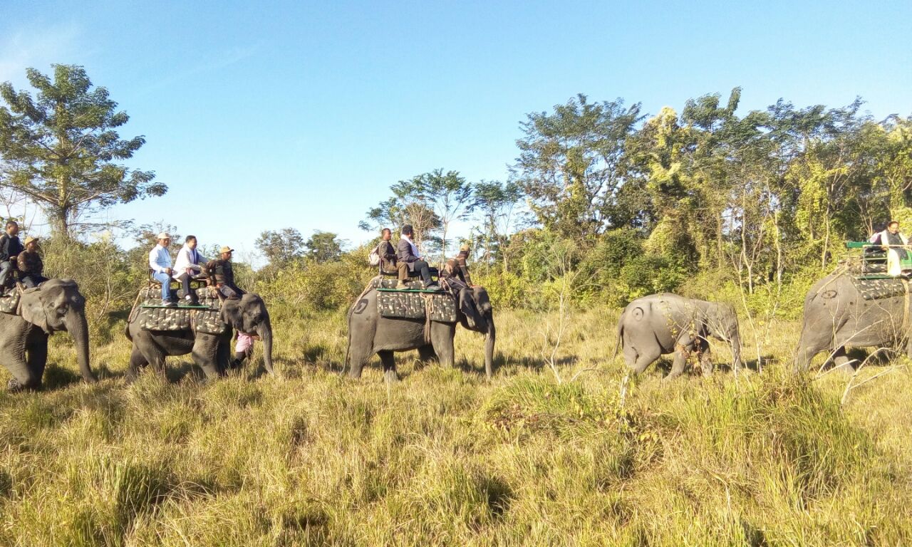 Dibru-Saikhowa National Park in crisis