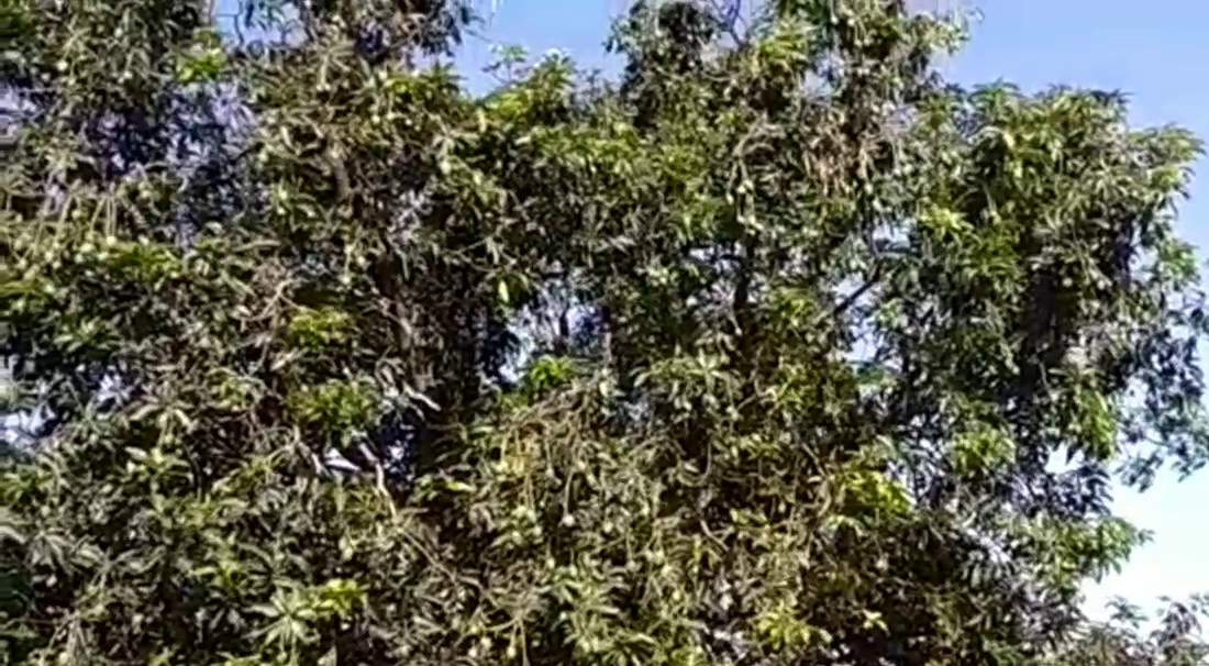 आम के पेड़ों को नुकसान, Mango trees suffered damage