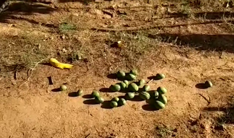 आम के पेड़ों को नुकसान, Mango trees suffered damage