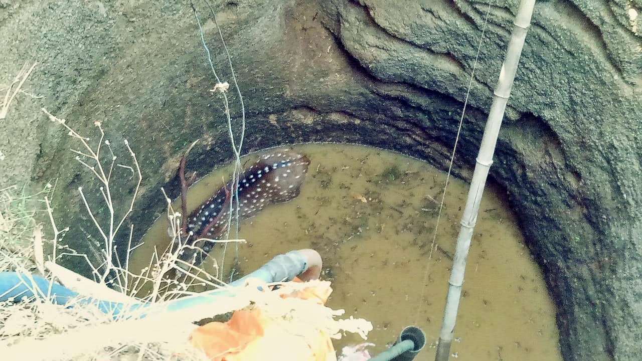 Deer rescue in a well