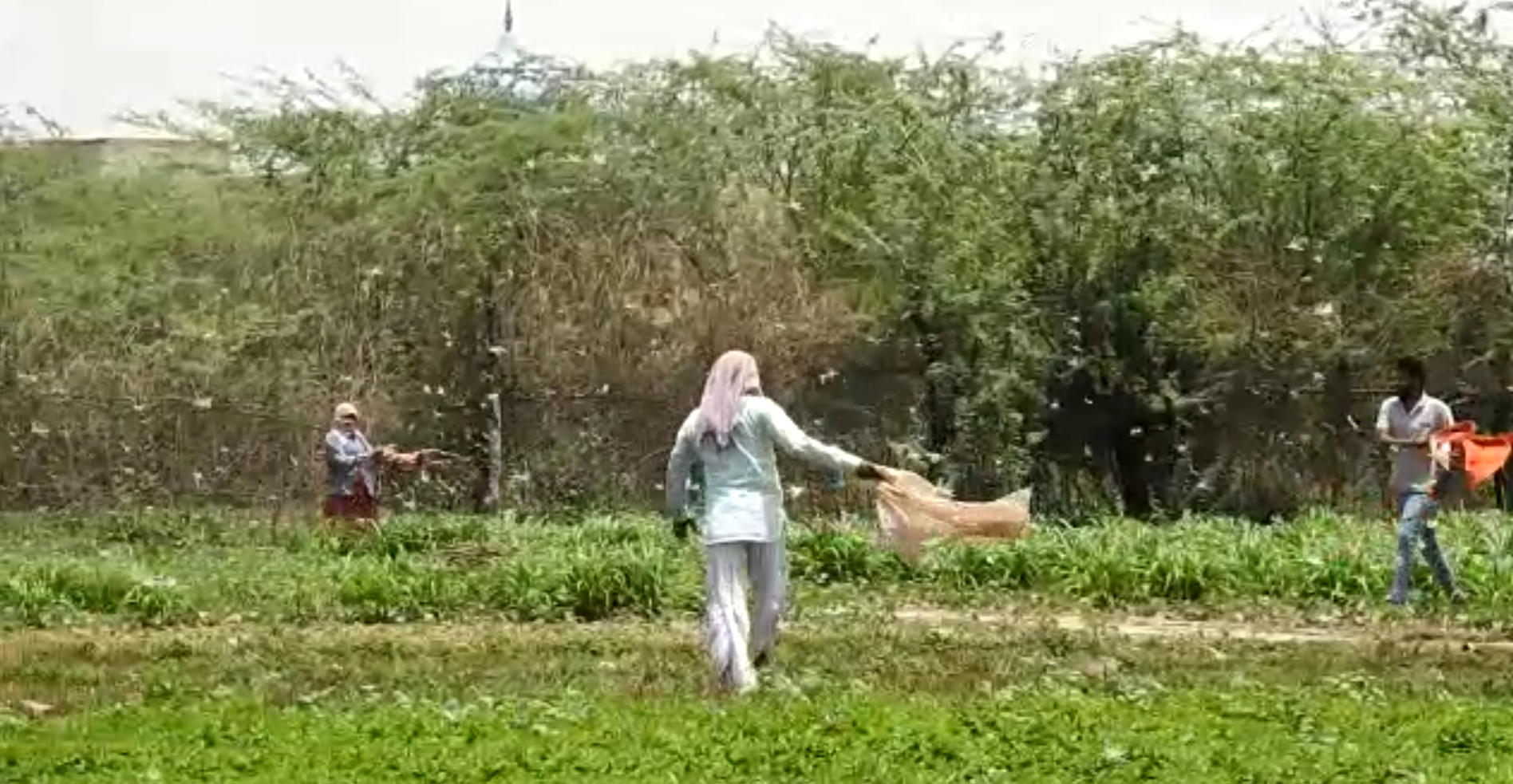 टिड्डी ने फसलों को पहुंचाया नुकसान, Locust caused damage to crops