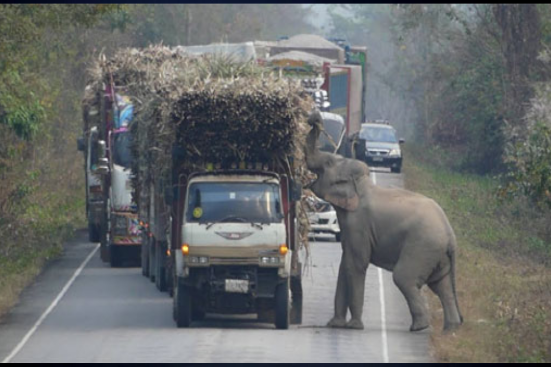 Wildlife impressed with mischievous antics