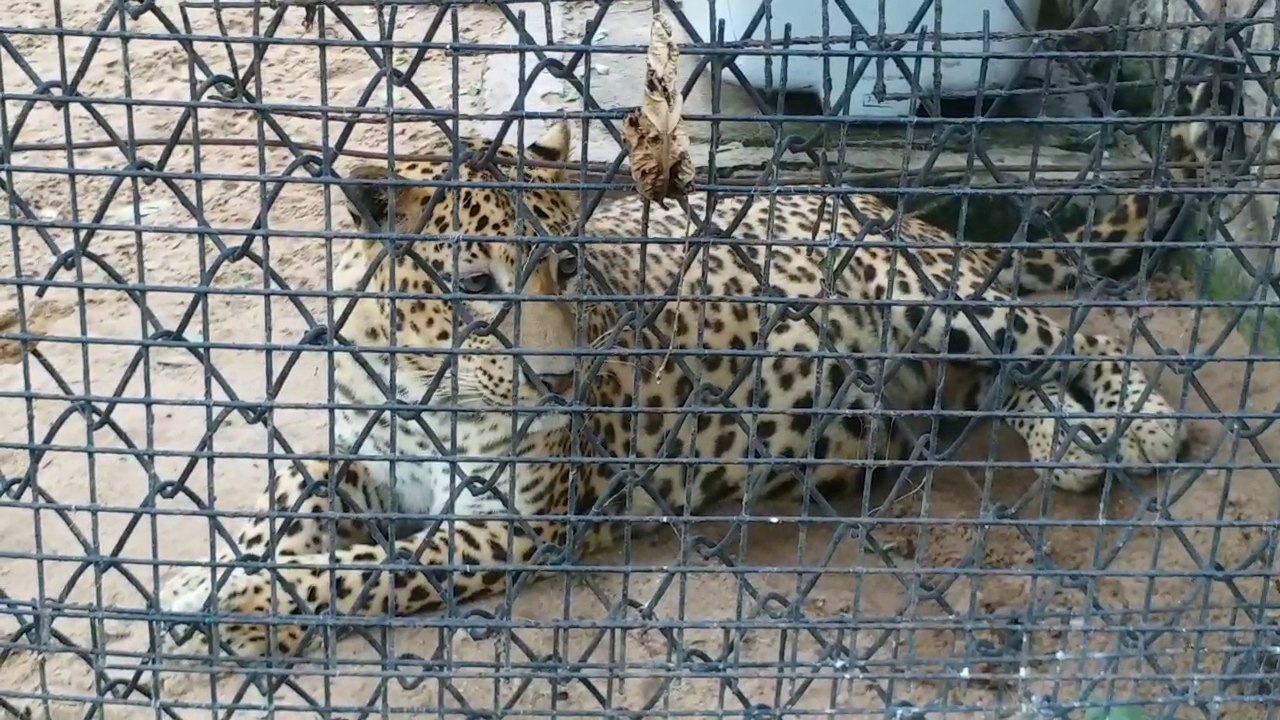 Effect of scorching heat on animals in Tata Zoological Park Zoo in jamshedpur