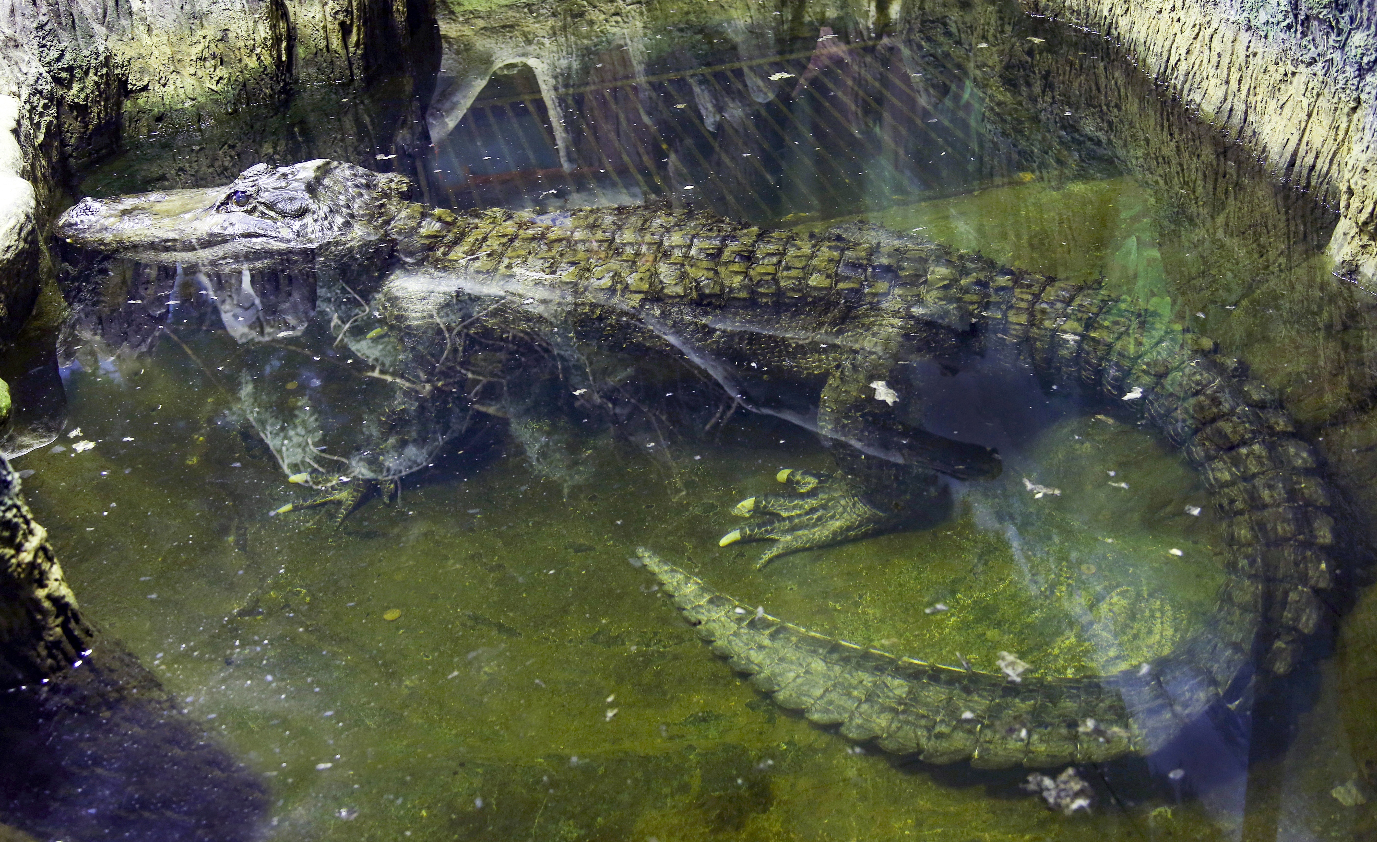 The alligator Saturn swims in water at the Moscow Zoo. (File Photo)