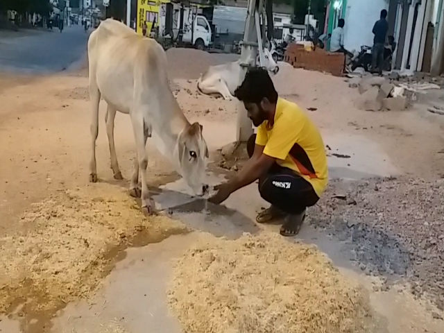 Raviraj helped cow