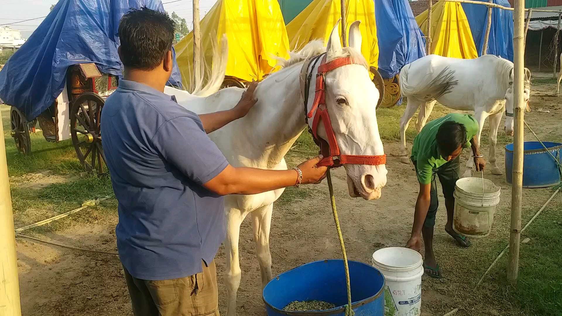 wedding horse of dhoni