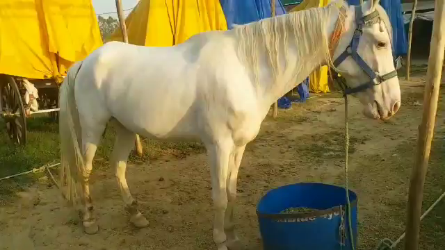 wedding horse of dhoni