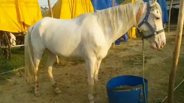 horse-buggy  mahendra singh dhoni