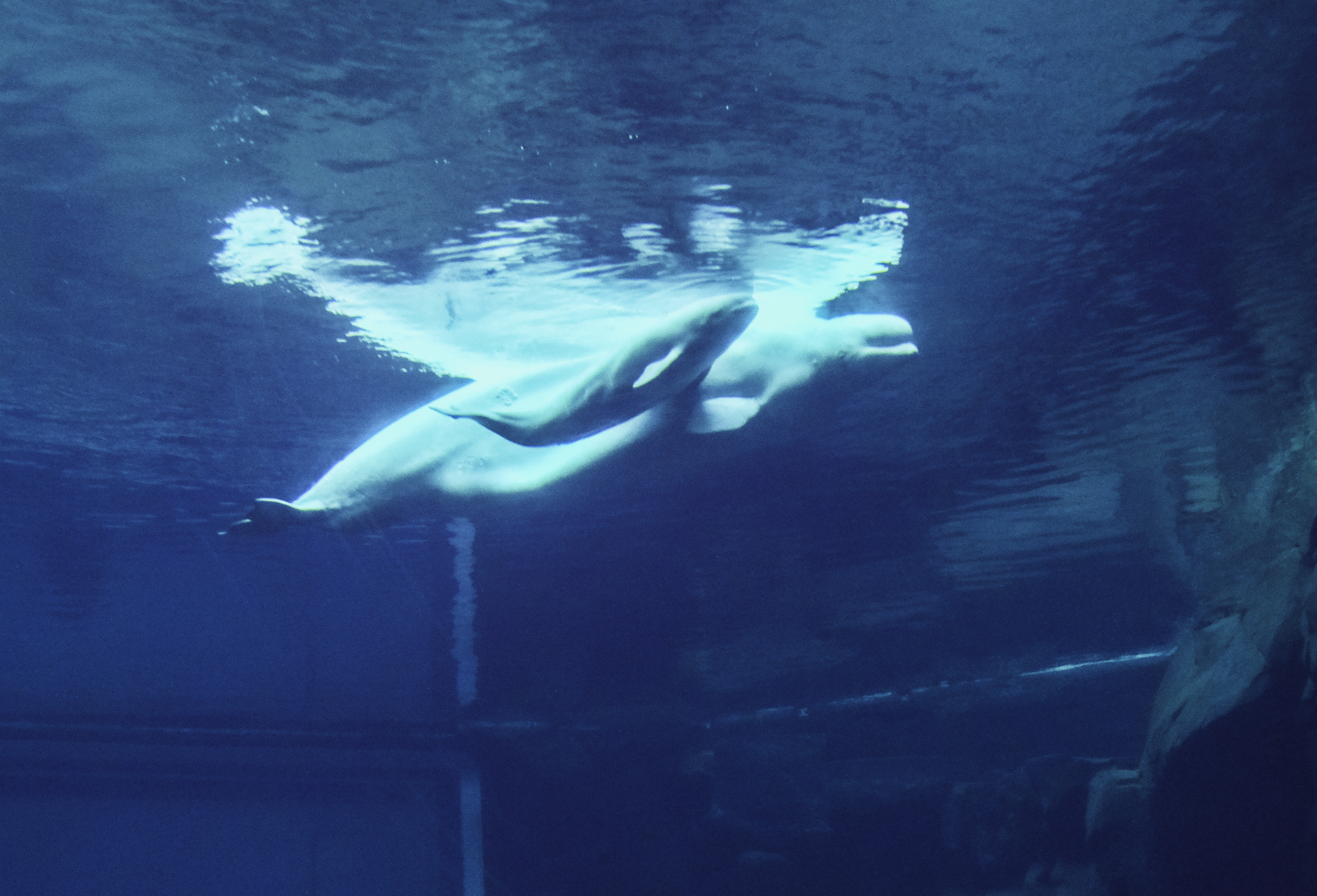 Beluga whale calf swims alongside its mother in a tank at the Georgia Aquarium in Atlanta.