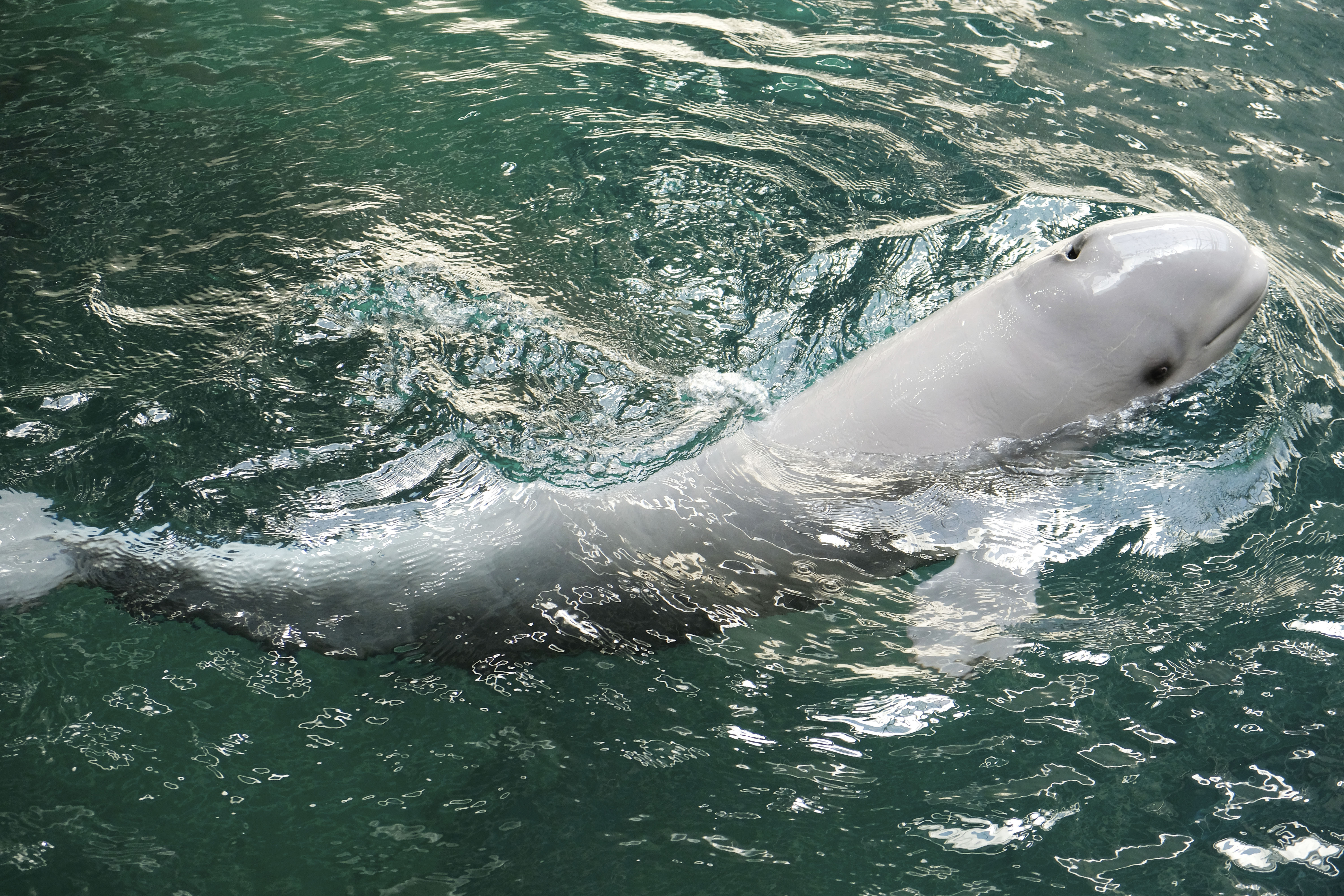 Beluga whale calf reaches the surface of its tank at the Georgia Aquarium in Atlanta.