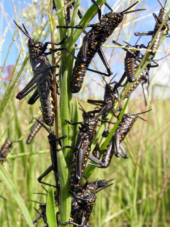 Grasshoppers that feed 35 thousand food in one day