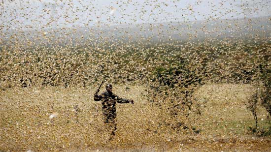 Grasshoppers that feed 35 thousand food in one day