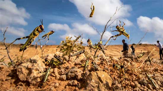 Grasshoppers that feed 35 thousand food in one day