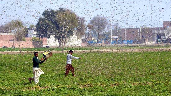 Grasshoppers that feed 35 thousand food in one day