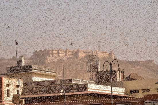 Government start battle on locust invasion