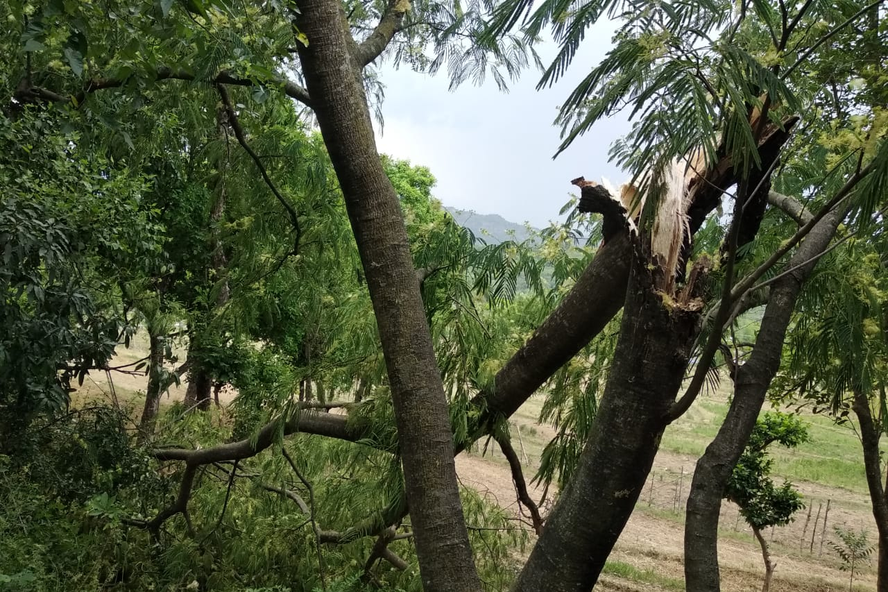 Trees broken due to heavy rain