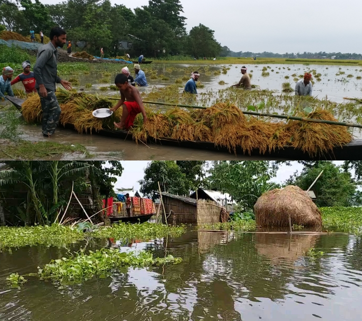 বানৰ ফলত ক্ষতিগ্ৰস্থ হোৱা খেতিপথাৰ