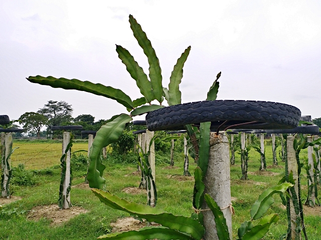 किशनगंज